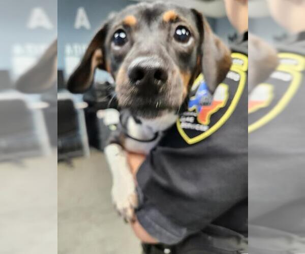 Medium Photo #1 Beagle-Unknown Mix Puppy For Sale in San Antonio, TX, USA
