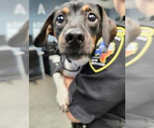 Beagle-Unknown Mix Dogs for adoption in San Antonio, TX, USA