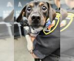 Small Beagle Mix