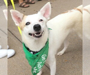 Zinni - Female Mutt Dog for Adoption - Photo #9