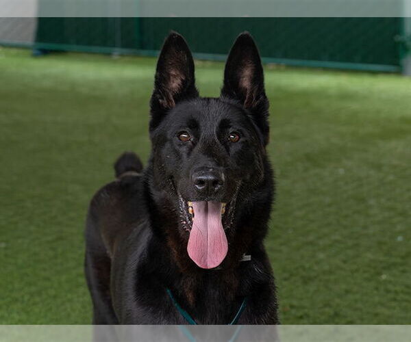 Medium Photo #2 German Shepherd Dog-Unknown Mix Puppy For Sale in Pasadena, CA, USA