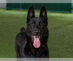Small #1 German Shepherd Dog Mix