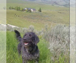 Small Photo #1 Labradoodle Puppy For Sale in EATON, CO, USA