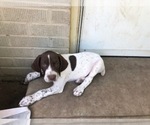 Small #18 German Shorthaired Pointer