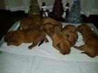 Small Photo #7 Dogue de Bordeaux Puppy For Sale in DIABLO GRANDE, CA, USA