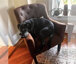 Small #4 Labrador Retriever Mix
