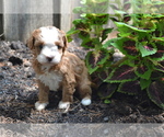 Small #2 Cavapoo-Poodle (Toy) Mix