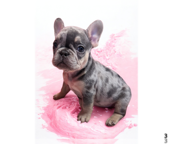 Medium Photo #5 French Bulldog Puppy For Sale in LAKE WALES, FL, USA