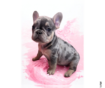 Small #3 French Bulldog
