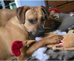 Small #2 Boxer Mix
