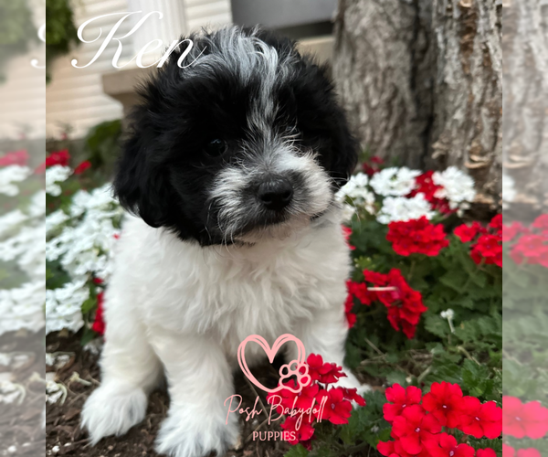Medium Photo #4 Shih Tzu Puppy For Sale in ELMHURST, IL, USA