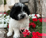 Small #3 Shih Tzu