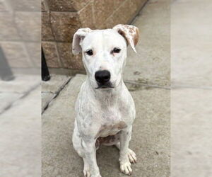 Medium American Pit Bull Terrier Mix