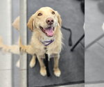 Small #10 Golden Labrador