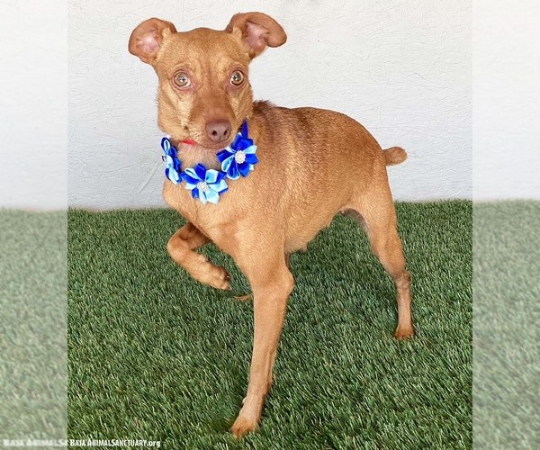 Medium Photo #2 Chipin Puppy For Sale in San Diego, CA, USA