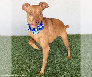 Stevie - Female Chipin Dog for Adoption - Photo #2