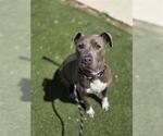 Small American Staffordshire Terrier Mix