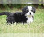 Small #1 Auss-Tzu