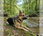 Small Photo #1 German Shepherd Dog Puppy For Sale in FORDLAND, MO, USA