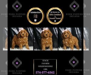 Goldendoodle (Miniature) Puppy for sale in WARSAW, IN, USA