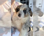 Puppy Ruldoph Australian Shepherd