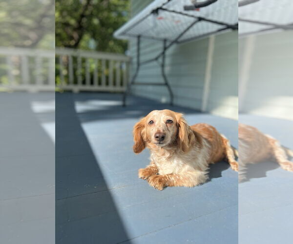 Medium Photo #5 Dachshund Puppy For Sale in Fruitland, SC, USA