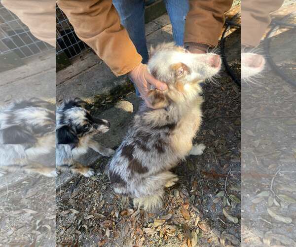 Medium Photo #2 Australian Shepherd Puppy For Sale in Sanford, FL, USA