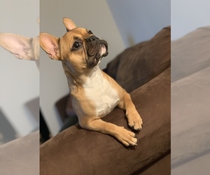 French Bulldog Puppy for sale in FLOWER MOUND, TX, USA