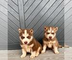 Puppy Puppy 2 Leo Siberian Husky