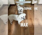 Small #9 Bichon Frise Mix