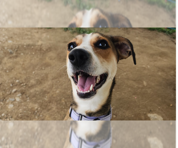 Medium Photo #8 Mutt Puppy For Sale in Evansville, IN, USA