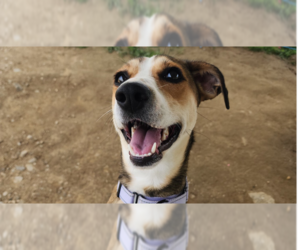 Nugget - Female Mutt Dog for Adoption - Photo #8