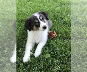 Australian Shepherd Puppy for sale in CHESTERFIELD, MI, USA