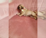 Small Photo #11 Pug Puppy For Sale in PHOENIX, AZ, USA