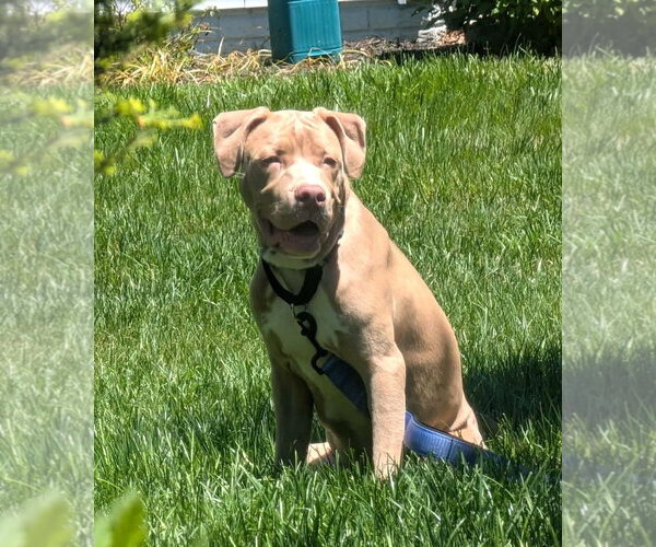 Medium Photo #1 Mutt Puppy For Sale in Rockville, MD, USA