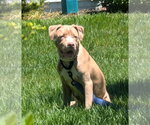 Small Mutt