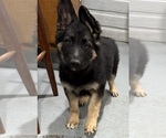 Small #4 German Shepherd Dog