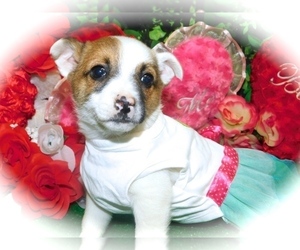 Jack Russell Terrier Puppy for sale in HAMMOND, IN, USA