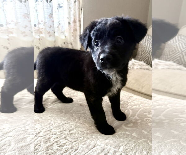 Medium Photo #2 Labrador Retriever-Unknown Mix Puppy For Sale in Fenton, MO, USA