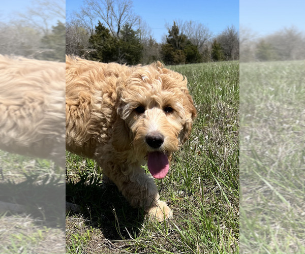 Medium Photo #1 Goldendoodle-Poodle (Standard) Mix Puppy For Sale in HARRISONVILLE, MO, USA