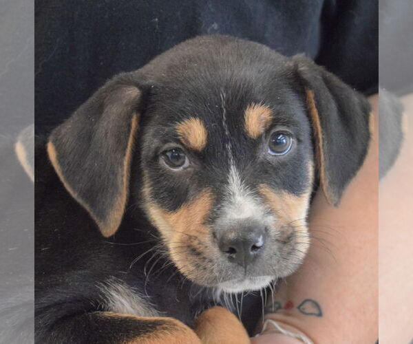 Medium Photo #6 Rottweiler-Unknown Mix Puppy For Sale in Huntley, IL, USA