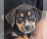 Small #5 Rottweiler Mix