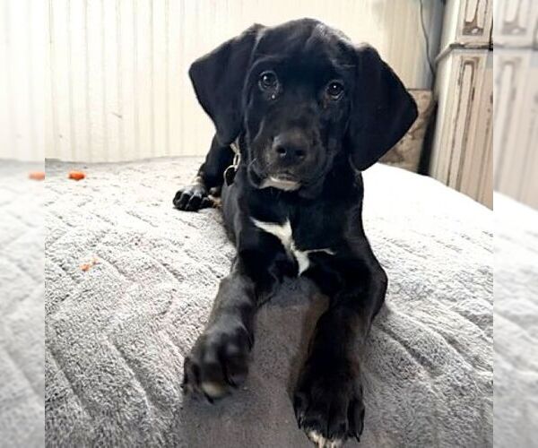 Medium Photo #2 Colonial Cocker Spaniel-Retriever  Mix Puppy For Sale in Fargo, ND, USA