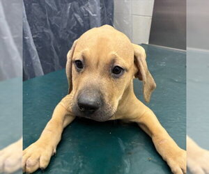 Mastiff-Unknown Mix Dogs for adoption in Mobile, AL, USA