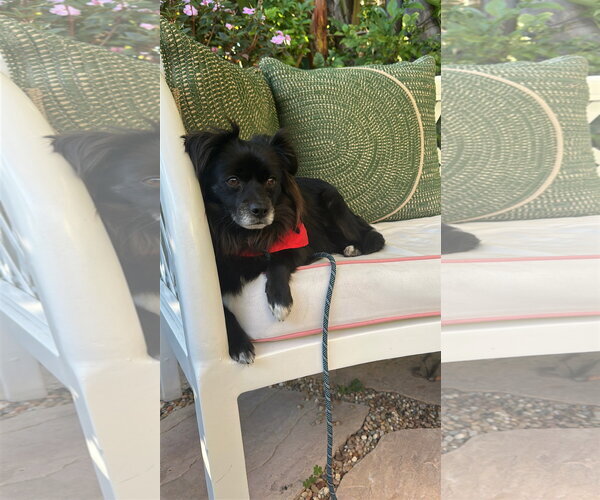 Medium Photo #4 Pomeranian-Unknown Mix Puppy For Sale in Los Angeles, CA, USA