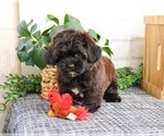 Small #3 ShihPoo