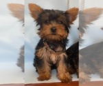 Small Photo #1 Yorkshire Terrier Puppy For Sale in OAKLAND, CA, USA