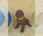 Small Photo #5 Poodle (Standard) Puppy For Sale in LOWELL, AR, USA