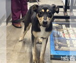 Small #1 Mutt