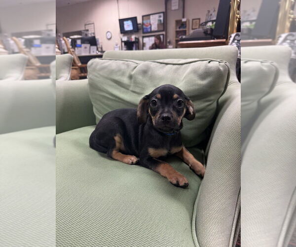 Medium Photo #3 Daug Puppy For Sale in Mundelein, IL, USA